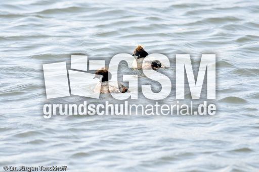 Ohrentaucher (4 von 10).jpg